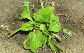 All-Natural Weed Killer