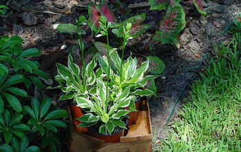 Hostas in Florida