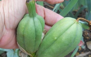 Can anyone tell me what this is at top of my Iris....Are they seed pods?