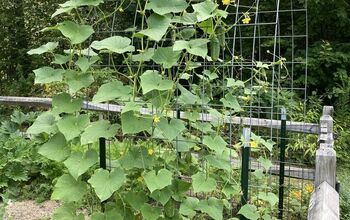 DIY Cattle Panel Trellis Arch