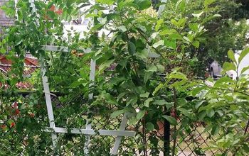 Easy DIY Fan Trellis to Spruce up Your Vines & Creepers