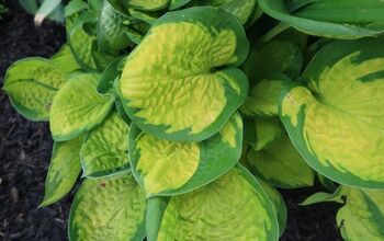 Got Hosta Questions? I've Got Hosta Answers.