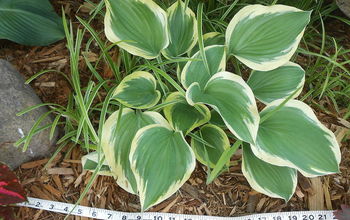 Moving a Leafed Out Hosta With the Help of a Belt and Some Tape