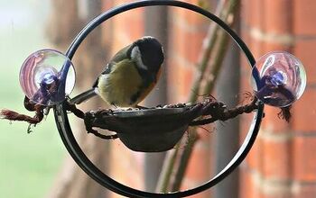 How to Attract Birds to a Feeder in Your Yard