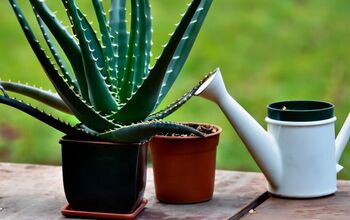 A Complete Guide on How to Care for Aloe Vera Plants