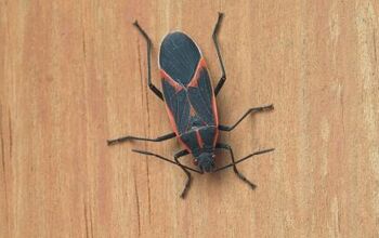 How to Get Rid of Boxelder Bugs and Prevent Them From Coming Around