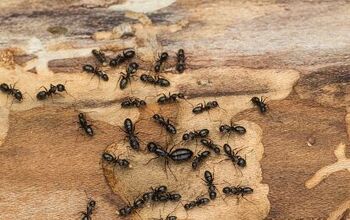 How to Get Rid of Carpenter Ants Before They Do Damage