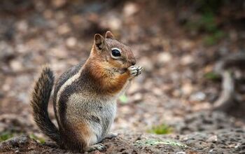 How to Get Rid of Chipmunks Around Your Garden