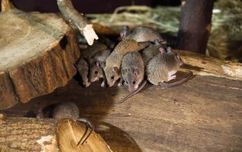 How to Get Rid of Mice and Keep Them Away for Good