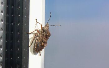 How to Get Rid of Stink Bugs: Your Complete Elimination Guide