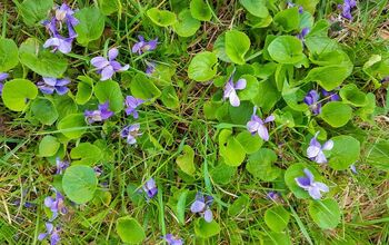 How to Get Rid Of Wild Violets When They Take Over Your Lawn