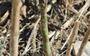 How to Grow Asparagus That Tastes Better Than Store-Bought