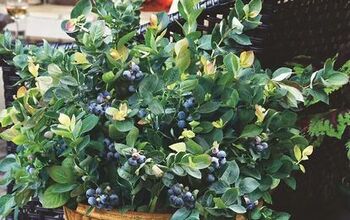 How to Grow Blueberries for a Harvest That's Worth the Wait