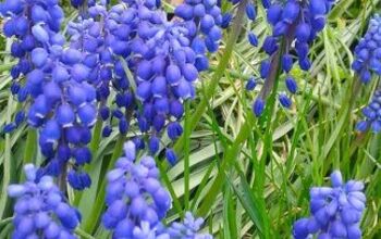 How to Grow Hyacinths Both Outdoors and Inside