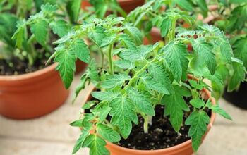 An Essential Guide on How to Grow Tomatoes in Pots