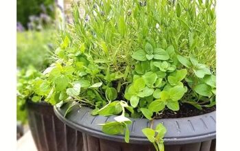 How to Make a Mosquito Repellent Patio Planter