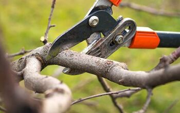 How to Prune a Tree to Keep It Healthy and Tidy