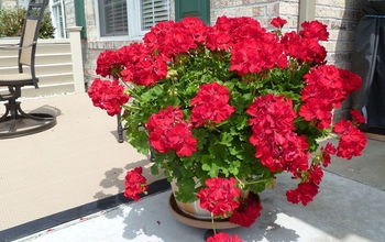 Geraniums