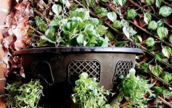 Planting Hanging Baskets for Our Queens Platinum Jubilee