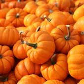 Pumpkins