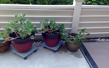 Separating and Repotting Geraniums