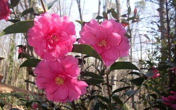 Camellia sasanqua 'shishi gashira' is one of my favorite camellias because it blooms in December, January and sometimes