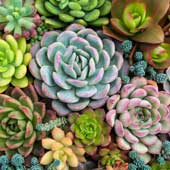 Succulents